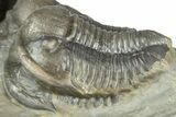 Inflated Proetid Trilobites - Jorf, Morocco #362853-4